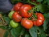 Vindem-seminte-de-tomate-Rosaliya-F1-