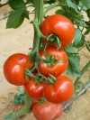 Shirley-F1-seminte-de-tomate