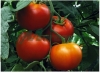 Seminte-de-tomate-Gravitet-F1-