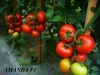 Seminte-de-tomate-nedeterminate-Amanda-