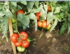 Seminte-de-tomate-Gravitet-F1-