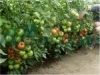 Vindem-seminte-de-tomate-Magnus-F1-